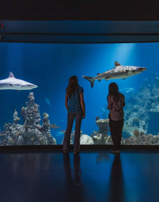 2 women look into the tank of the The Deep, with 2 sharks floating by.