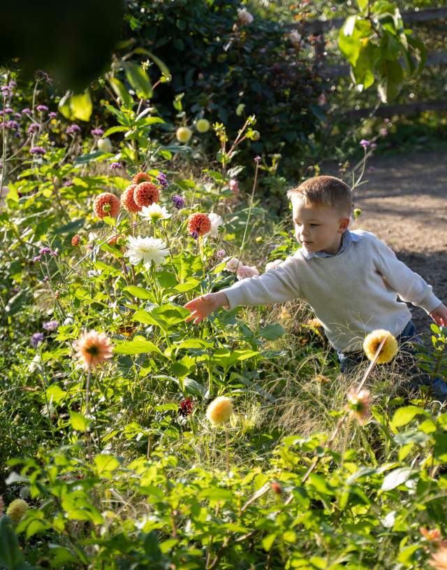 Child smelling colourful flowers at Doddington Hall gardens