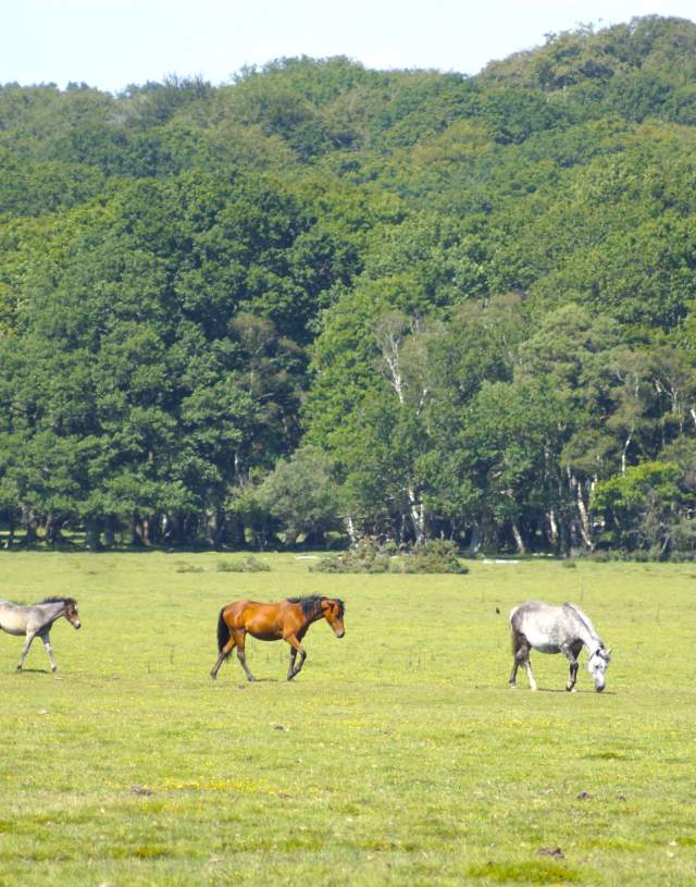 Ponies wandering across grassland in the New Forest