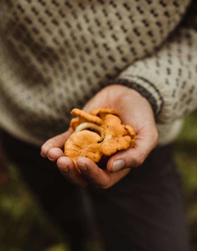 Kantareller