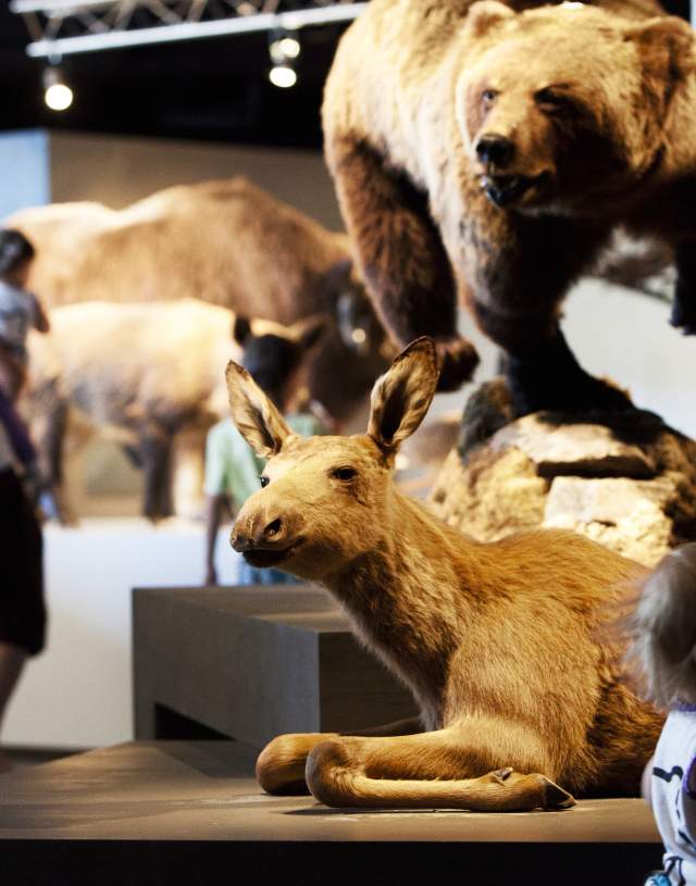 Utstilling hos Anno Norsk Skogmuseum i Elverum