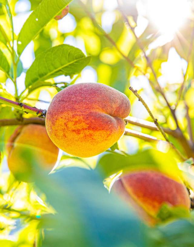 Peaches in Lærdal