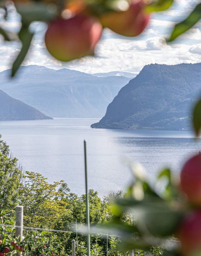 Frukt ved Sognefjorden