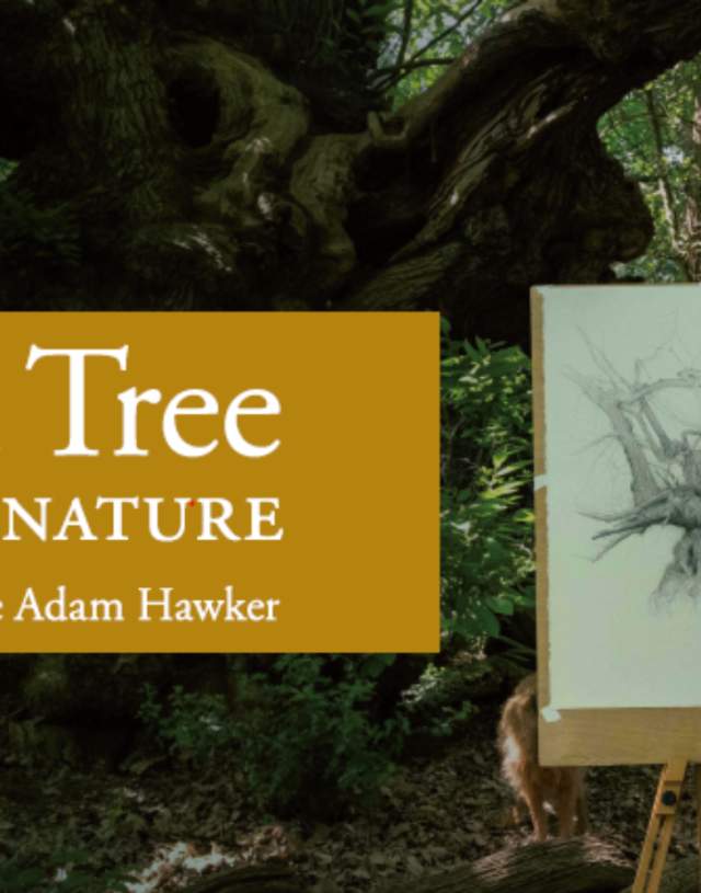 The Last Tree & The Art of Nature In collaboration with Luke Adam Hawker