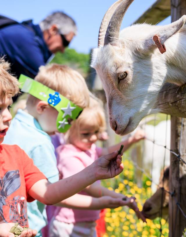 Animal attractions in Surrey Visit Surrey