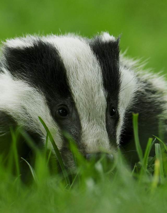 Badger at The British Wildlife Centre