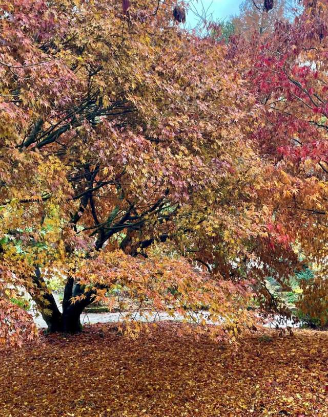 Autumn at RHS Garden Wisley