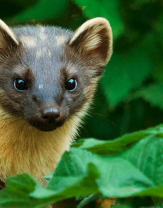 Image of a a pine Martin animal at British Wildlife Centre