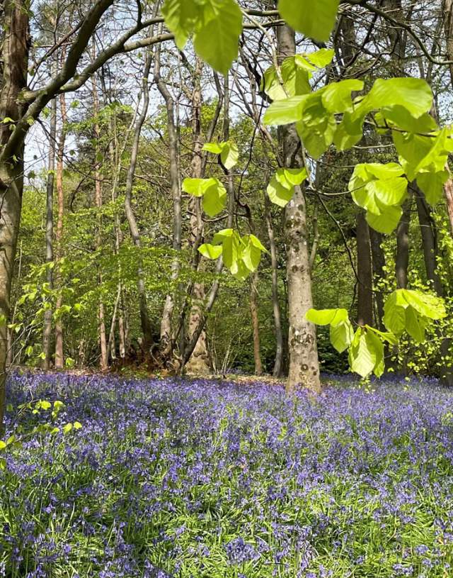 The Chantry Wood, near Guildford