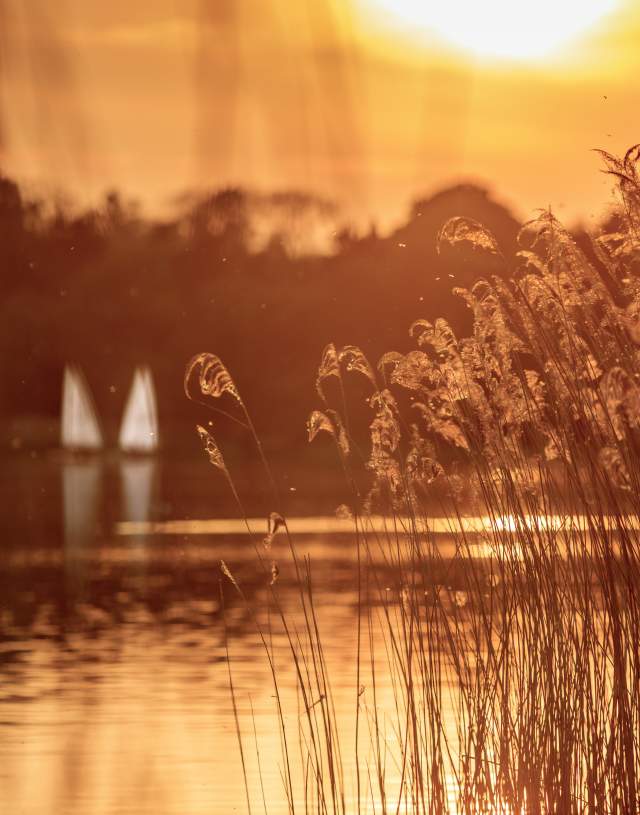 Frensham Great Pond - John Miller