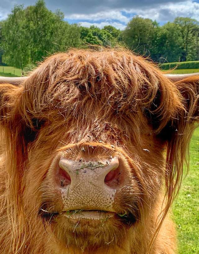 Highland cow facing in barn at Godstone Farm