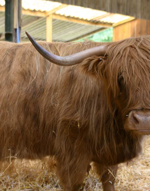 highland cow facing in barn at Godstone Farm