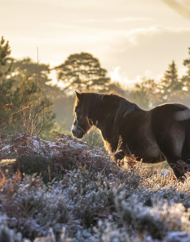 Hindhead Common - Image: National Trust, John Miller