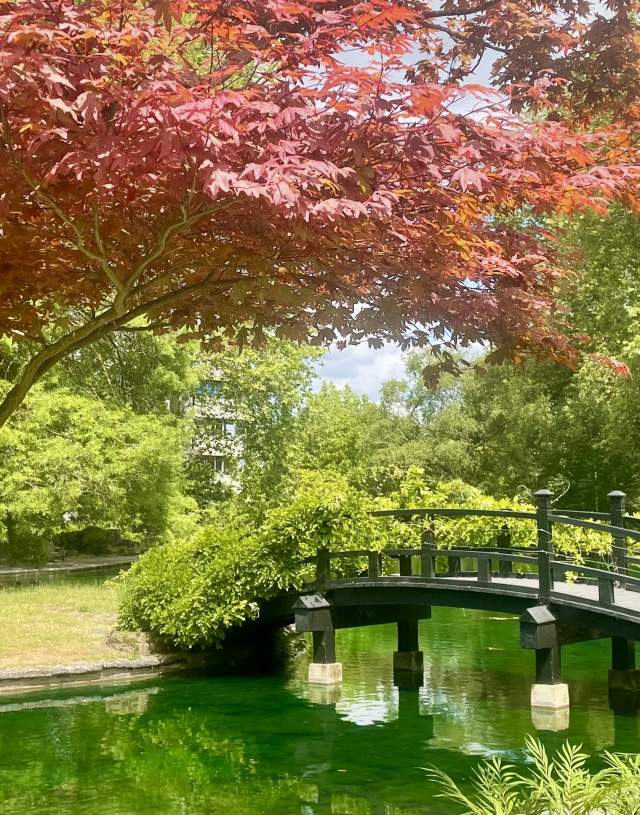 Stoke Park, Guildford in June