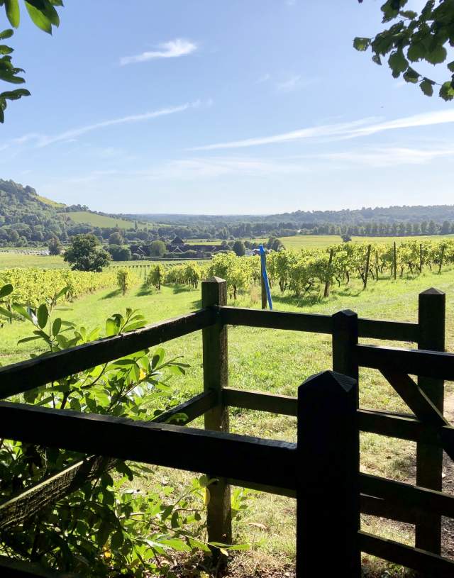 Denbies Hillside