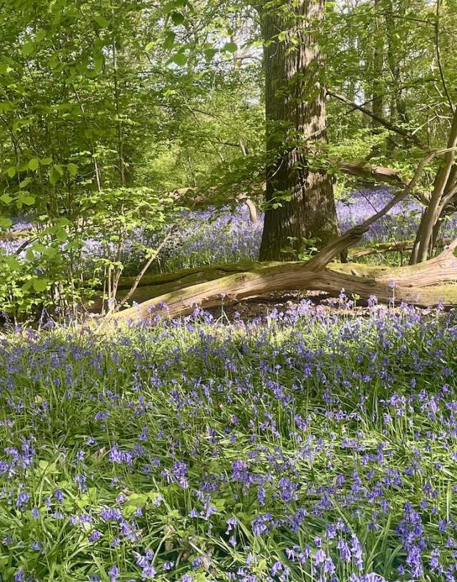 Bluebell walks at Hatchlands Park