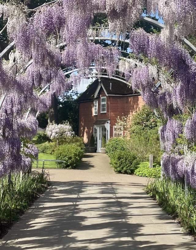 Wisteria at RHS Garden Wisley