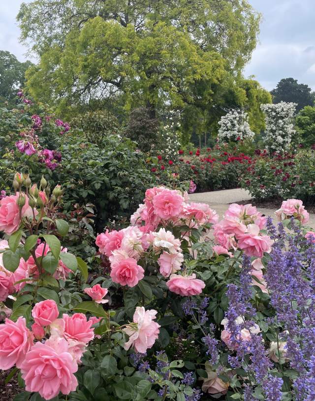 Roses at RHS Garden Wisley