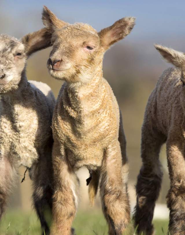 Lambs at Bocketts Farm