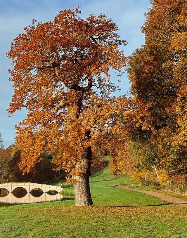 A view of Painshill garden in autumn