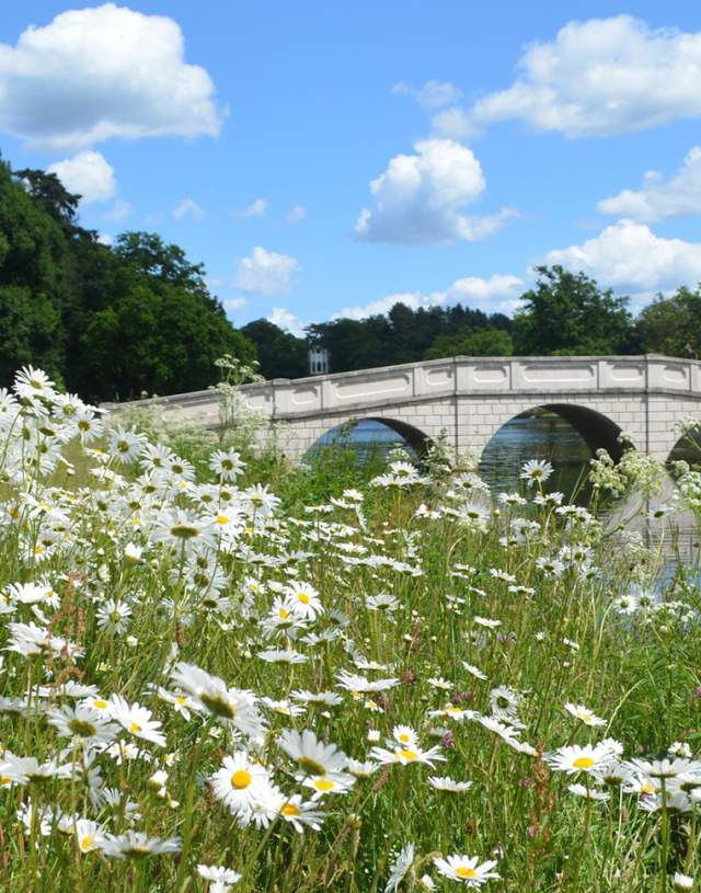 Painshill in summer