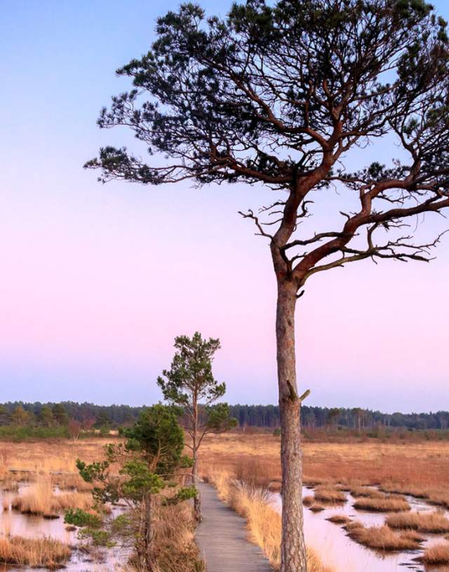 Thursley Common at dusk - image John Miller