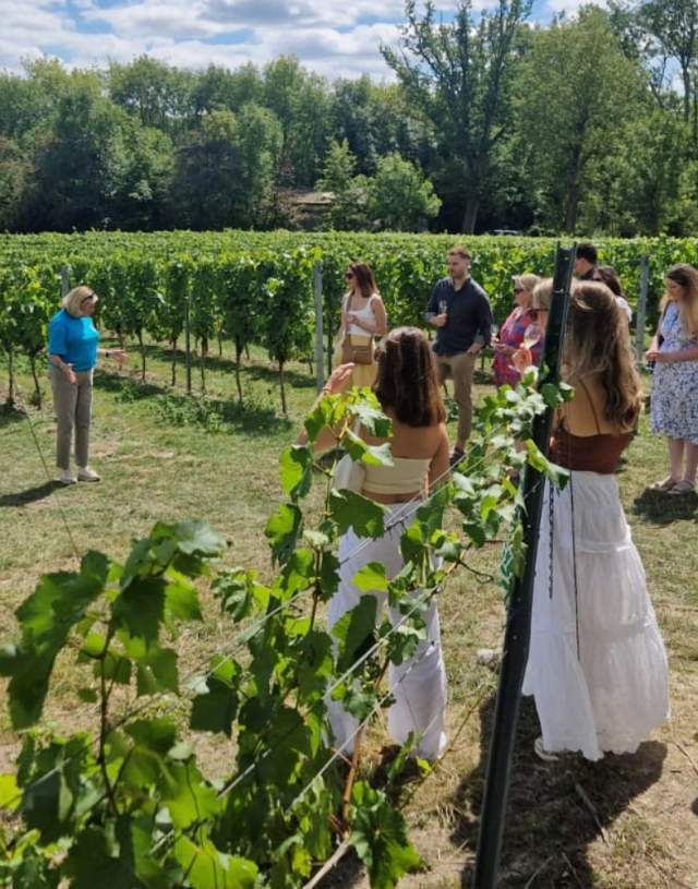 Greyfriars Vineyard
