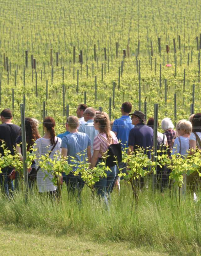 Walking through the vines on a Albury Vineyard Tour Experience