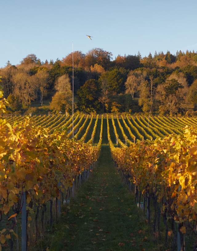 Albury Vineyard at Autumn