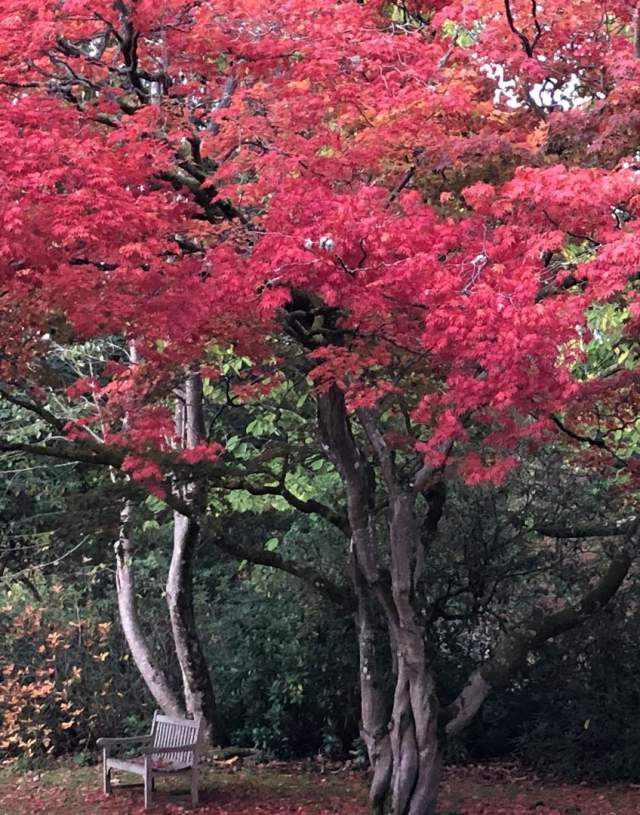 red autumn leaves on trees at Ramster Gardens in Surrey