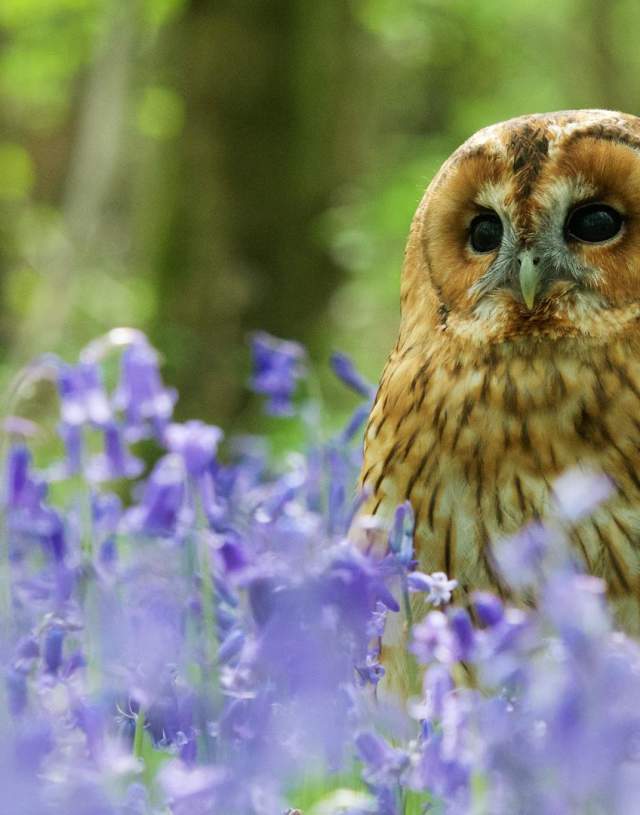 Owl sitting amongst the bluebells at the British Wildlife Centre in Lingfield, Surrey