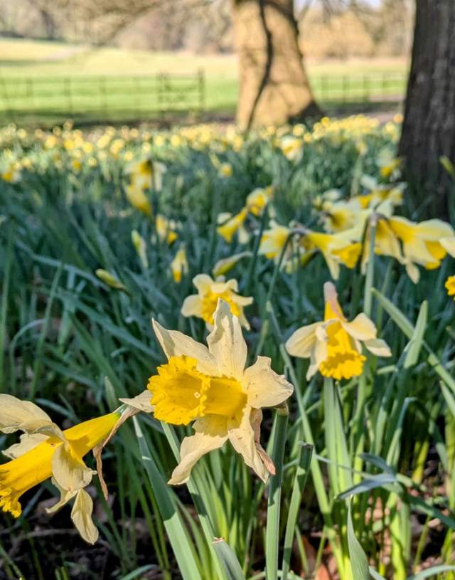 Daffodils at Painshill
