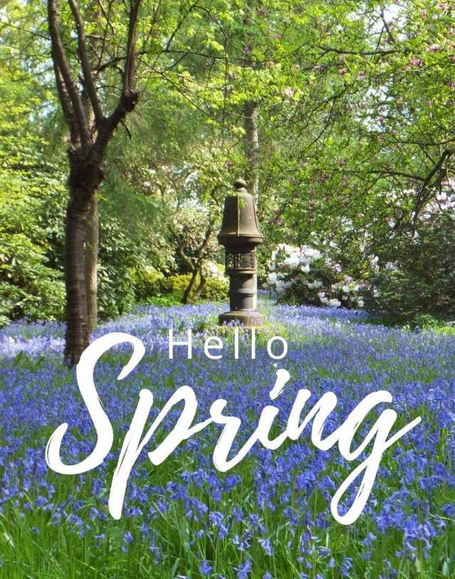 Purple wild flowers in a meadow - Ramster Gardens