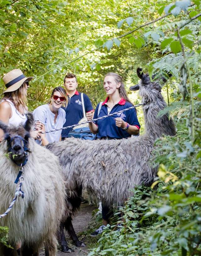 groups of people with two llamas on a trek from Merry Harriers LLama Treks in Surrey