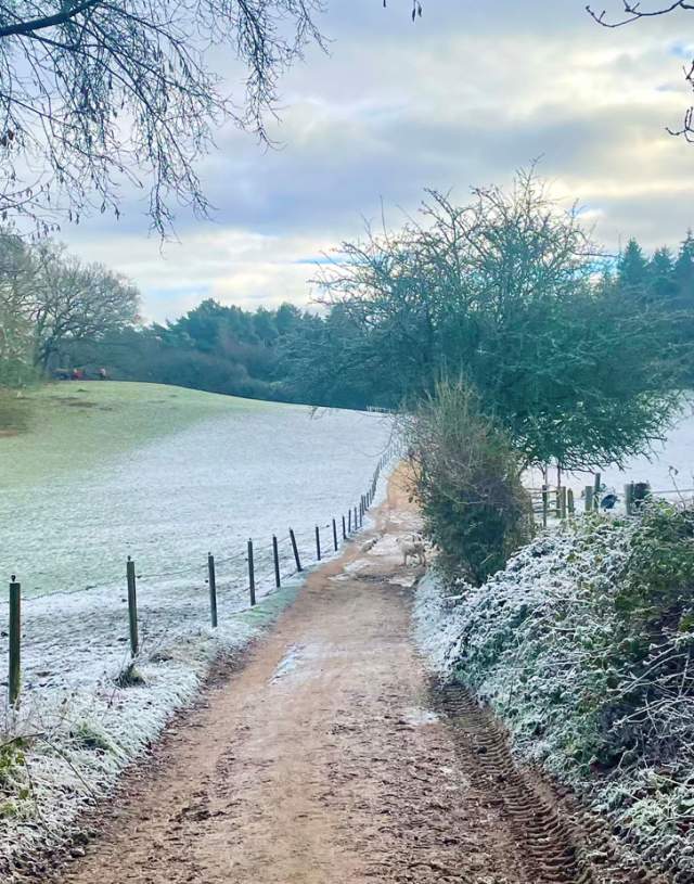Chanty Wood near Guildford