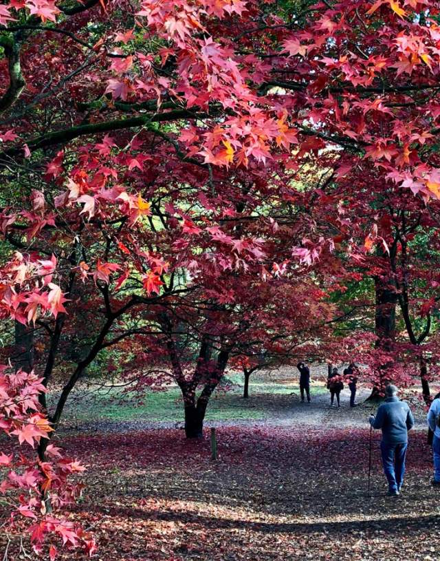 Autumn leaves in the Winkworth Arboretum