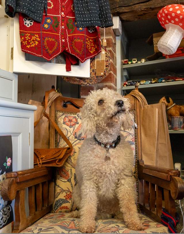 a dog sat on a chair in a shop surrounded by products
