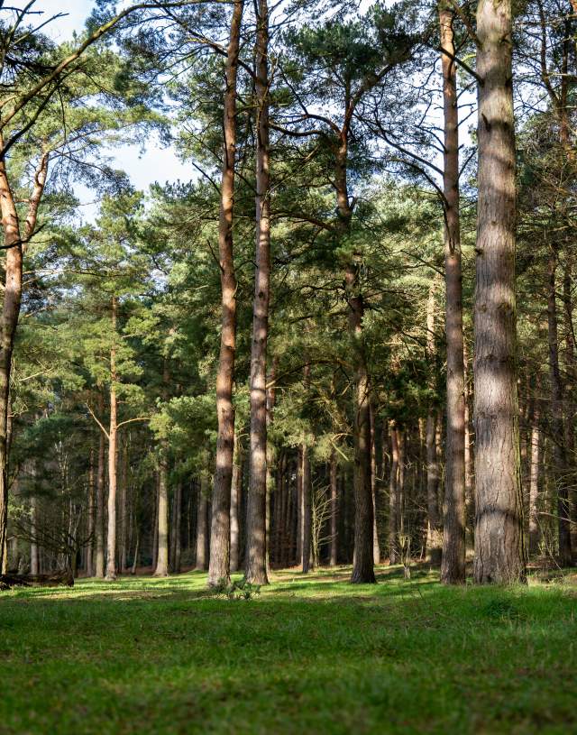 pine trees with sun shining through, grassy floor