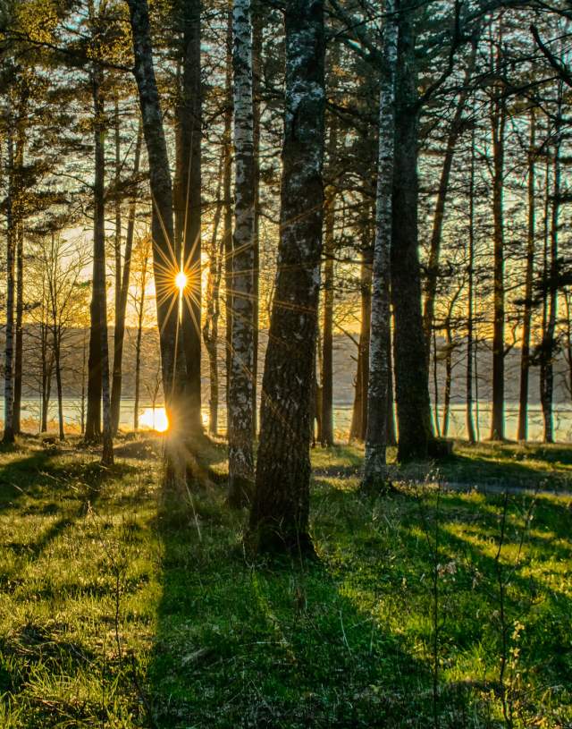 Skog Raet nasjonalpark