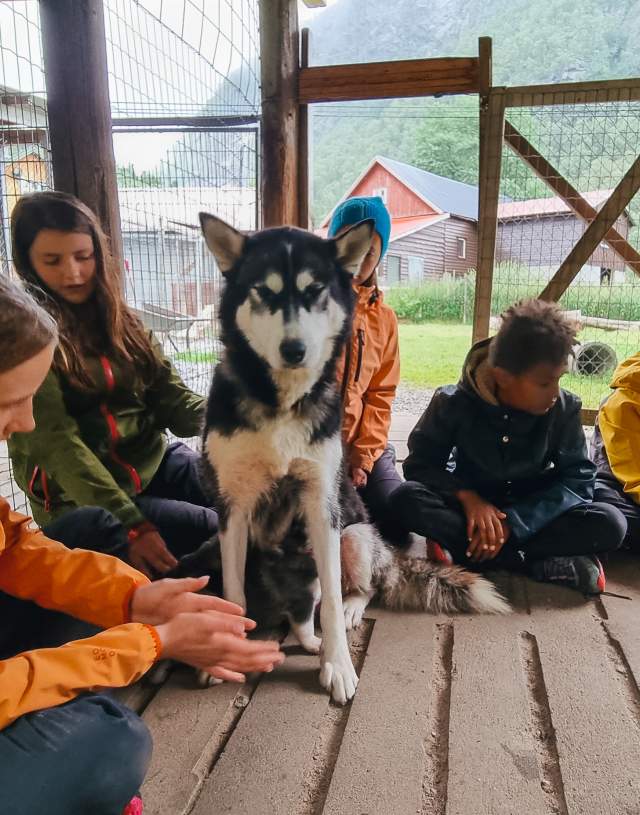 Sirdal Husky