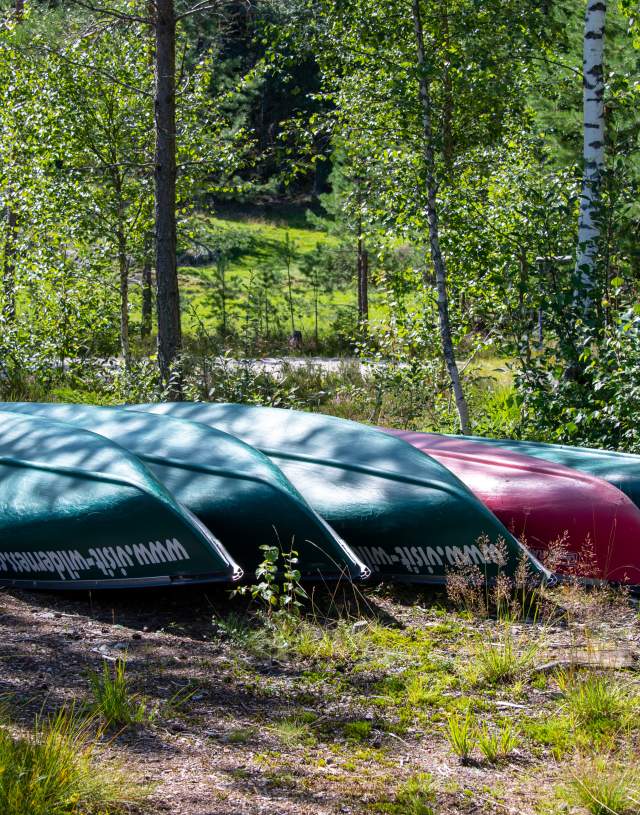 kanoer i skogen