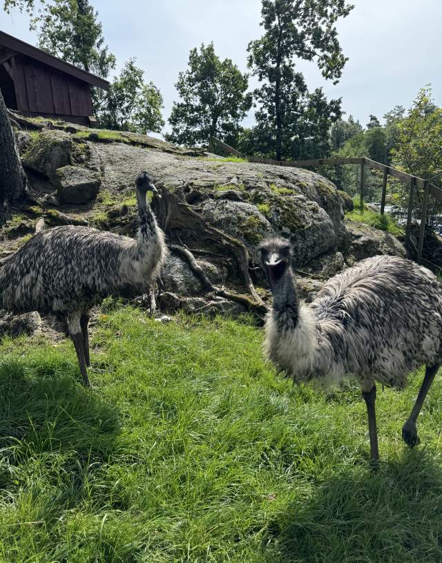 Struts på Lindland gård