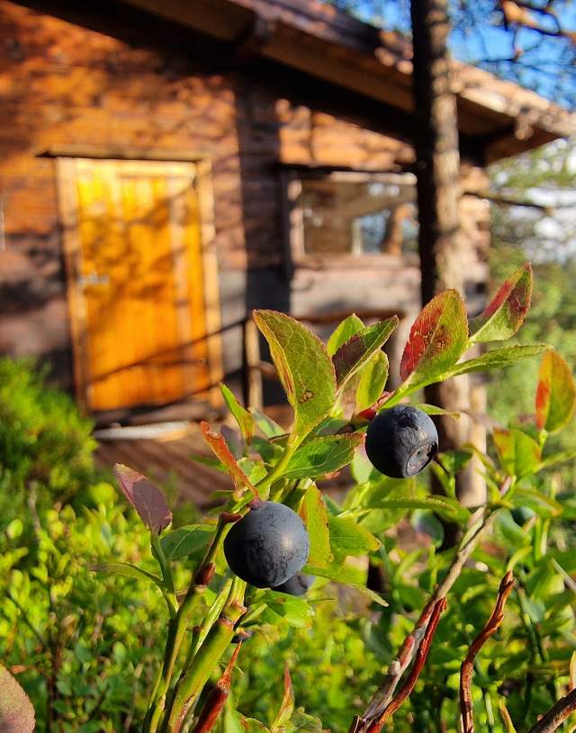 Blåbær på Treetop Fiddan