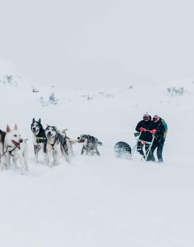 huskykjøring i snø