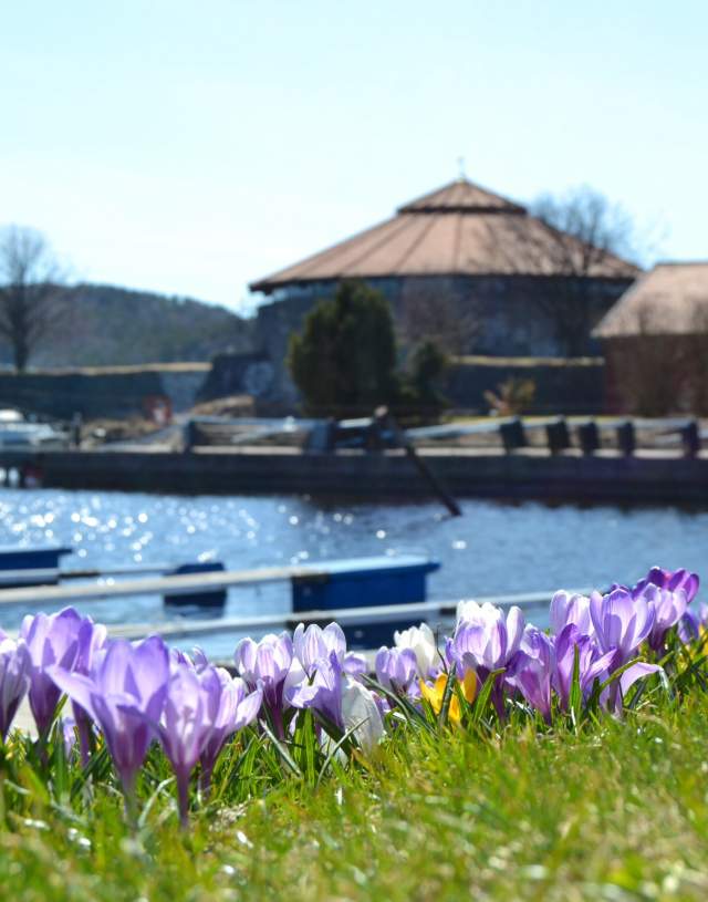Spring flowers and Kristiansand fortress