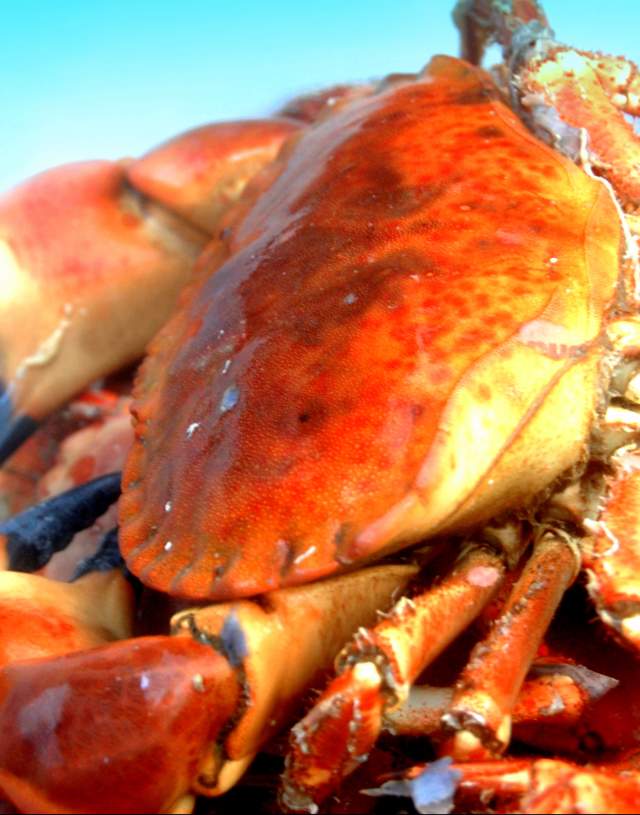 Krabber - en delikatesse på Sørlandet