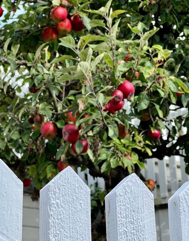 Hvitt stakittgjerde med epletre bak