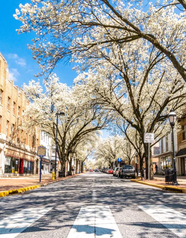 Trees in Bloom on a Downtown Street