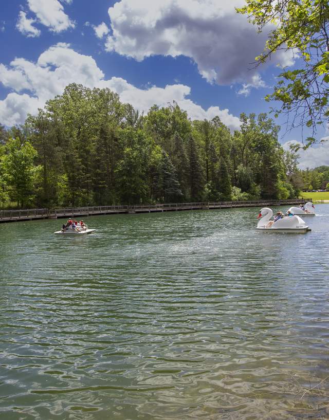 A large pond with three pedal boats, two of which look like swans.
