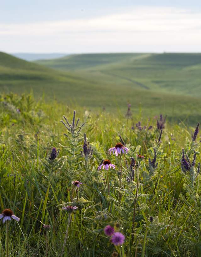 Konza Prairie